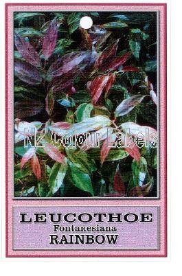 LEUCOTHE fontenesiana Rainbow - Click Image to Close