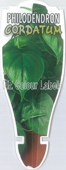 PHILODENDRON Cordatum - Click Image to Close