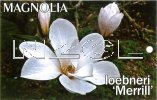 MAGNOLIA loebneri Merrill