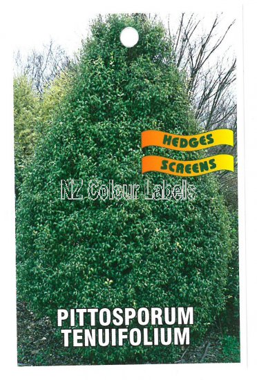 PITTOSPORUM tenuifolium [Kohuhu] - Click Image to Close