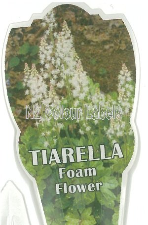 TIARELLA Tiarella - Click Image to Close