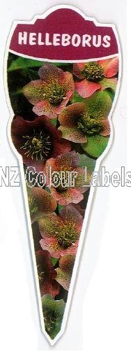 HELLEBORUS Species - Click Image to Close