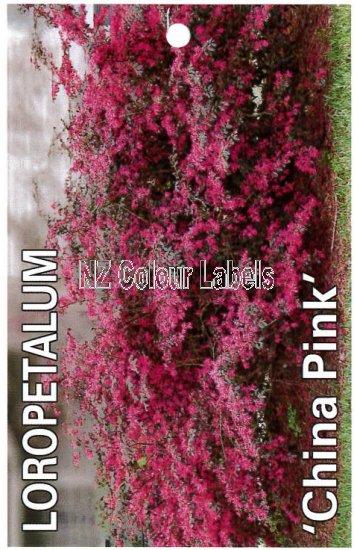 LOROPETALUM China Pink - Click Image to Close