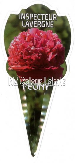 PAEONIA (peony) Inspecteur Lavergne - Click Image to Close