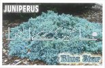 JUNIPERUS squamata Blue Star