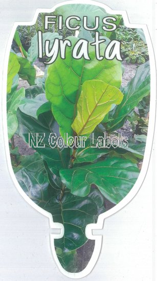 FICUS lyrata - Click Image to Close