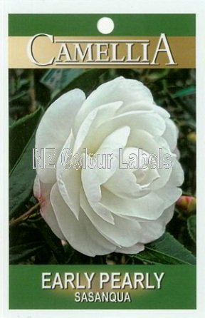 CAMELLIA Early Pearly Sasanqua - Click Image to Close