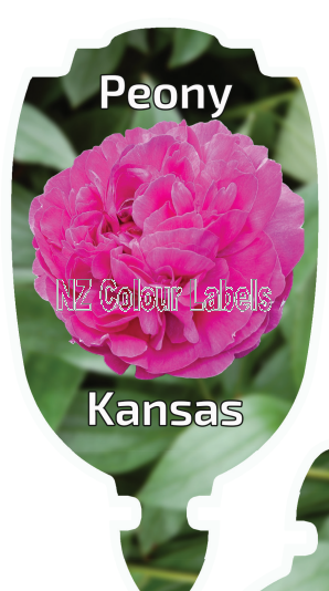 PAEONIA KANSAS - Click Image to Close