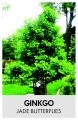 GINKGO 'Jade butterflies' GINKGO 'Jade butterflies'