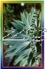 AGAVE attenuata