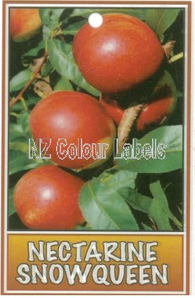 NECTARINE Snow Queen - Click Image to Close