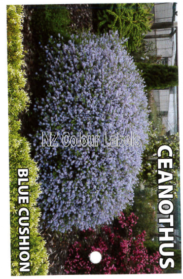 CEANOTHUS Blue Cushion - Click Image to Close