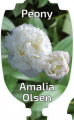 PAEONIA AMALIA OLSEN