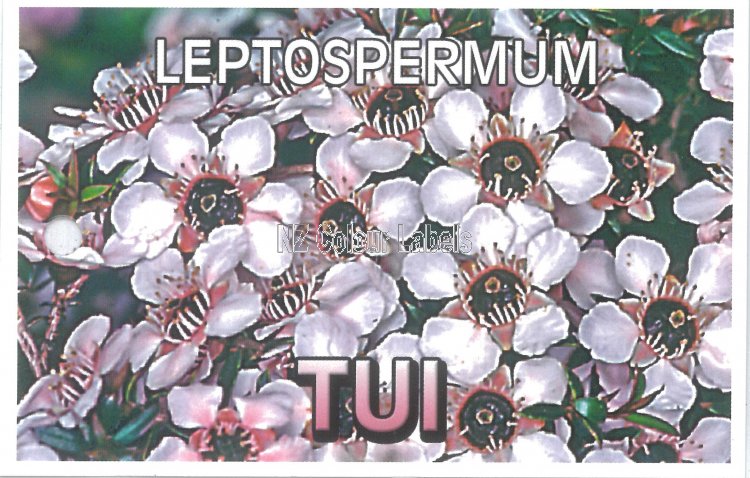 LEPTOSPERMUM Nanum Tui - Click Image to Close