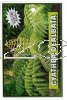 CYATHEA dealbata [Silver Fern]