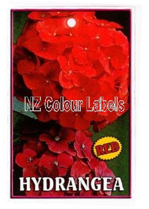 Hydrangea Red - Click Image to Close