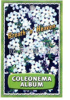 COLEONEMA album (White Diosma) - Click Image to Close