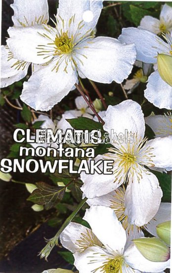 CLEMATIS montana Snowflake - Click Image to Close