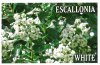 ESCALLONIA White