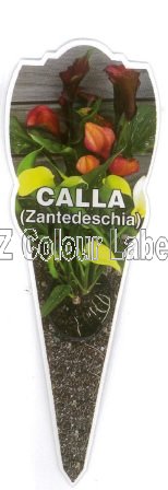 ZANTEDESHIA Calla Mxd - Click Image to Close