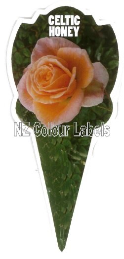 ROSE MINIATURE Celtic Honey - Click Image to Close