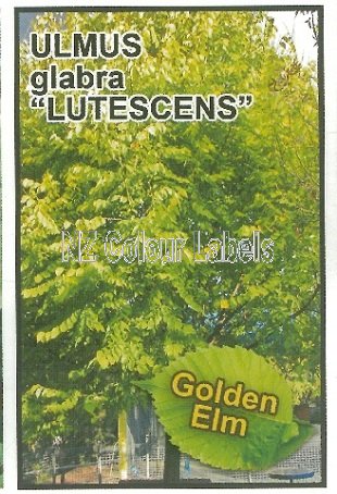 ULMUS glabra Lutescens [Golden Elm] - Click Image to Close