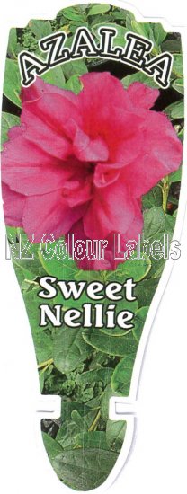 AZALEA Evergreen SWEET NELLIE - Click Image to Close