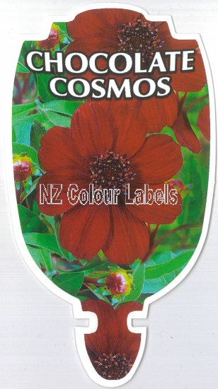 Cosmos Chocolate ATROSANGUINEUS - Click Image to Close