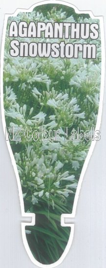 AGAPANTHUS Snowstorm - Click Image to Close