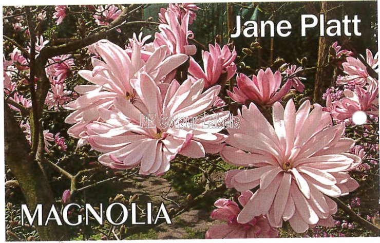 MAGNOLIA 'Jane Platt' - Click Image to Close