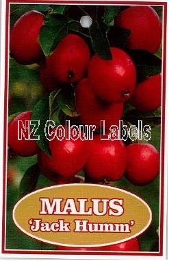 MALUS Jack Humm - Click Image to Close