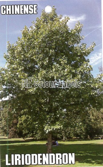 LIRIODENDRON Chinense - Click Image to Close