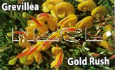 GREVILLEA Gold Rush