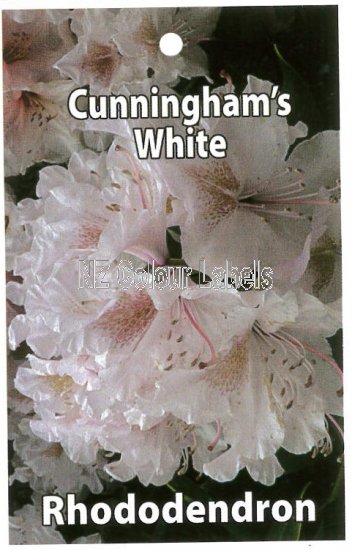 RHODODENDRON Cunningham's White - Click Image to Close