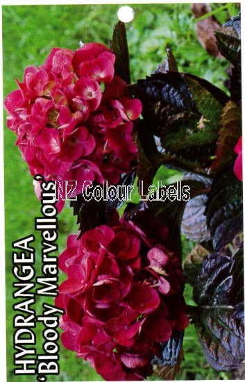 HYDRANGEA Bloody Marvellous - Click Image to Close