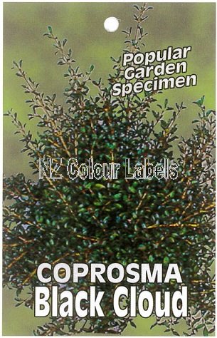 COPROSMA Black Cloud - Click Image to Close