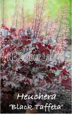 HEUCHERA BLACK TAFFETA - Click Image to Close