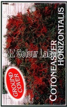 Cotoneaster Horizontalis - Click Image to Close