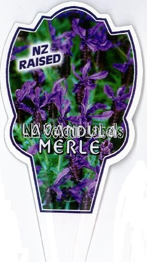 LAVANDUA Merle - Click Image to Close