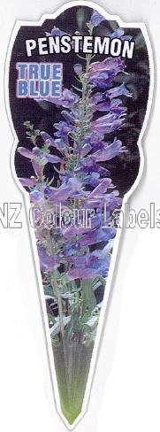 PENSTEMON True Blue - Click Image to Close