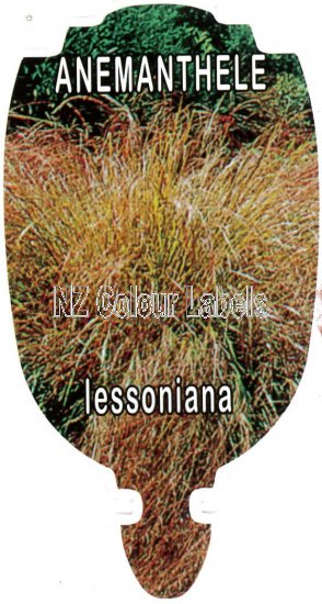 ANEMANTHELE lessonii [Gossamer Grass] - Click Image to Close