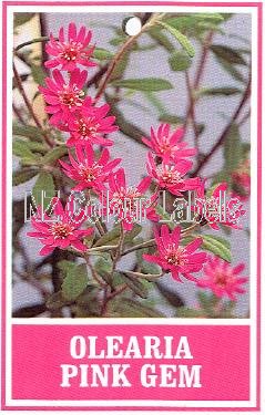 OLEARIA Pink Gem - Click Image to Close