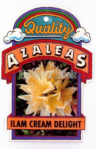 AZALEA Deciduous Ilam Cream Delight - Click Image to Close