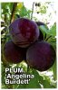 PLUM Angelina Burdett