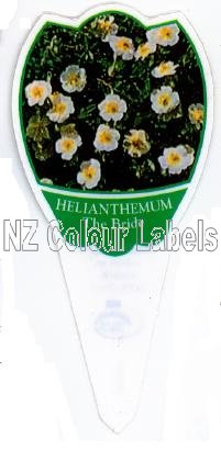 Helianthemum The Bride - Click Image to Close