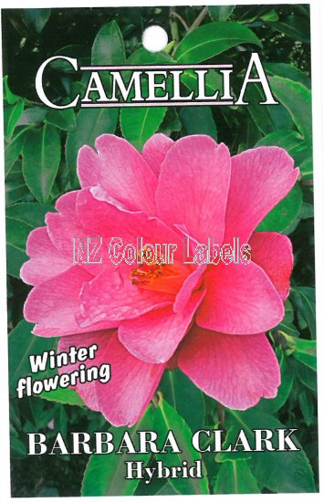 CAMELLIA Barbara Clark Hybrid - Click Image to Close