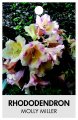 RHODODENDRON MOLLY MILLER RHODODENDRON MOLLY MILLER
