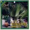 WASHINGTONIA robusta [Thread Palm]