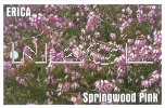 ERICA Springwood Pink