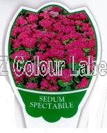 SEDUM spectabile - Click Image to Close